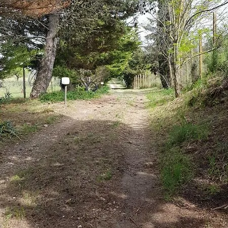 Degli Ulivi