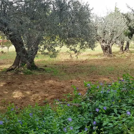 Degli Ulivi