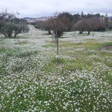 Degli Ulivi