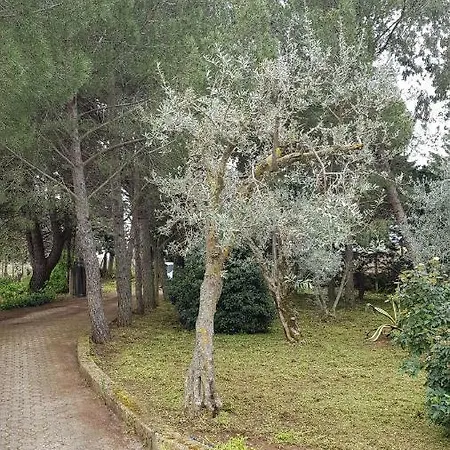Degli Ulivi * Canicattì