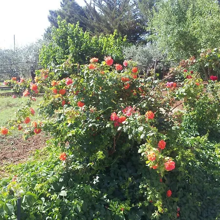 Degli Ulivi 别墅
