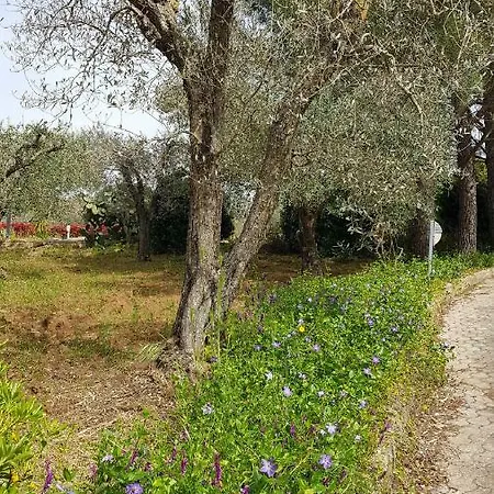 别墅 Degli Ulivi *